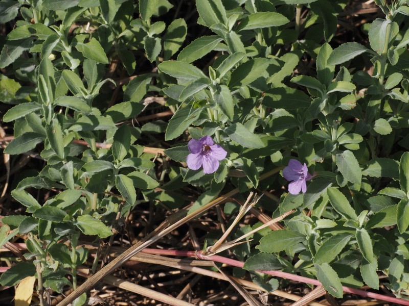 Wavyleaf Snakeherb photo 3