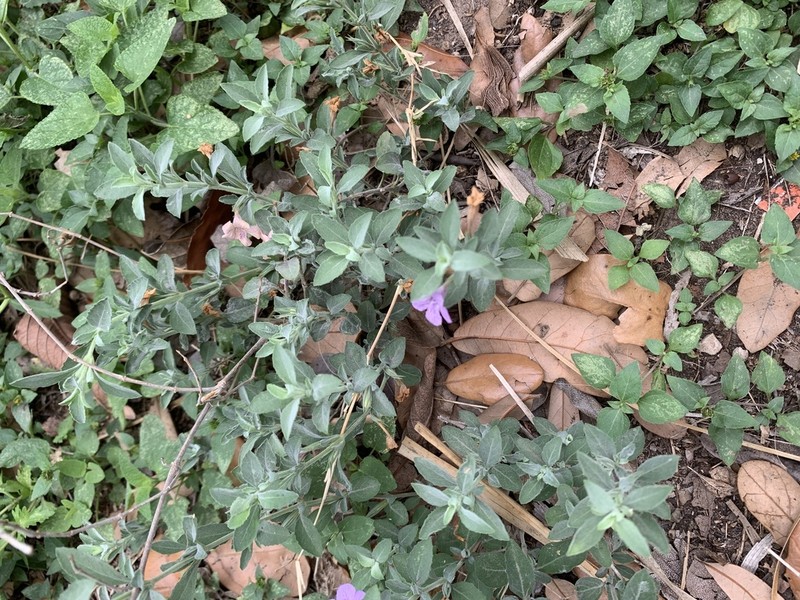 Wavyleaf Snakeherb photo 4