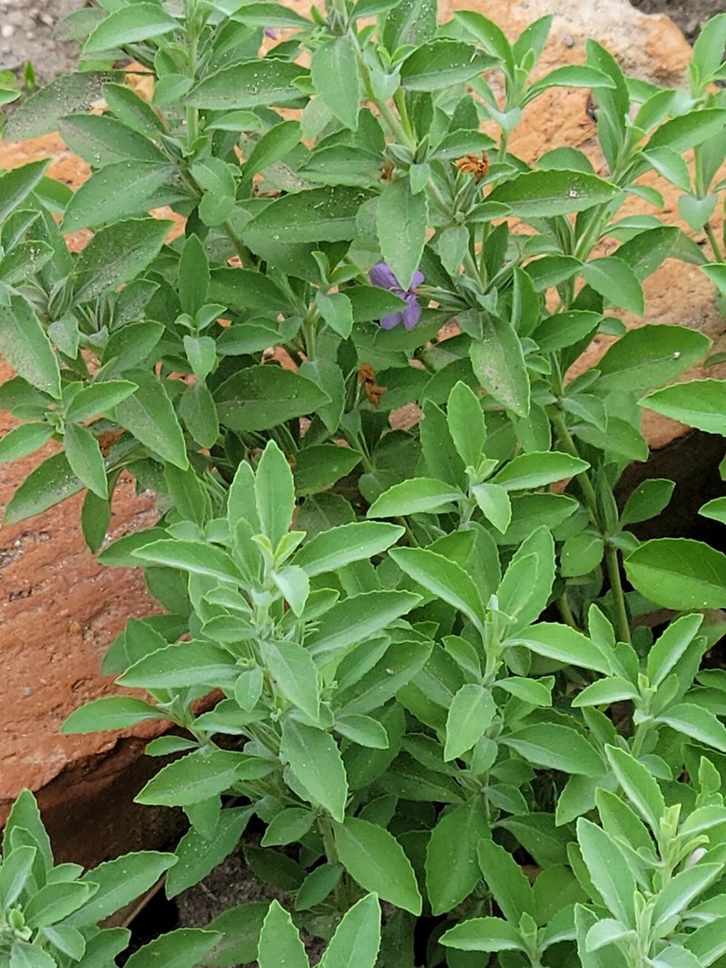 Wavyleaf Snakeherb photo 5