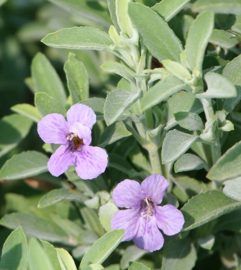Wavyleaf Snakeherb photo 6