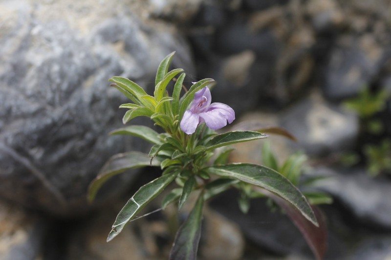 Wavyleaf Snakeherb photo 7