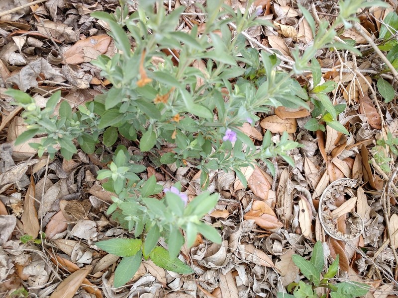 Wavyleaf Snakeherb photo 8