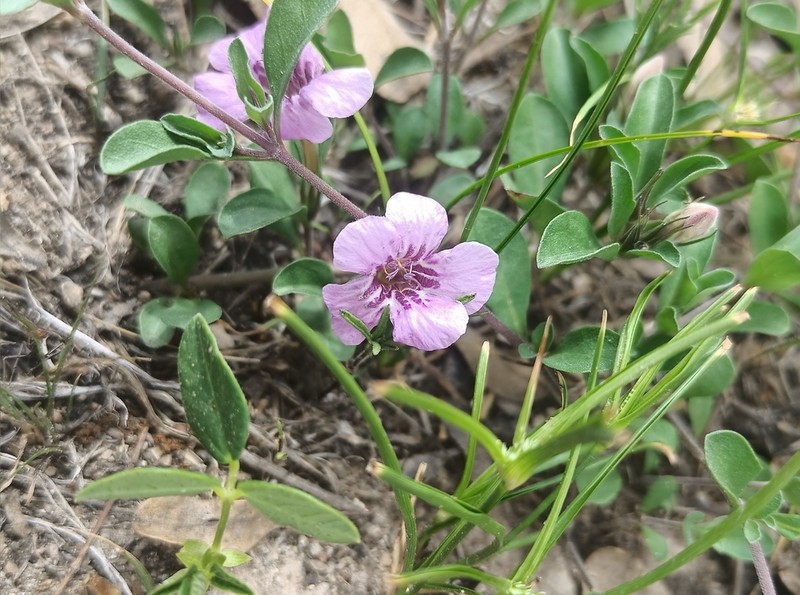 Dyschoriste decumbens