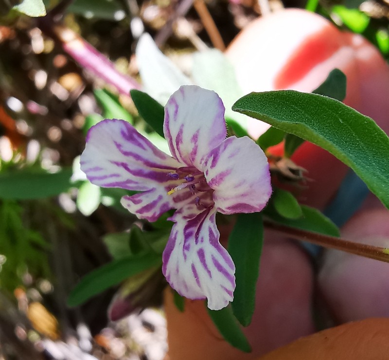 Dyschoriste decumbens photo 2