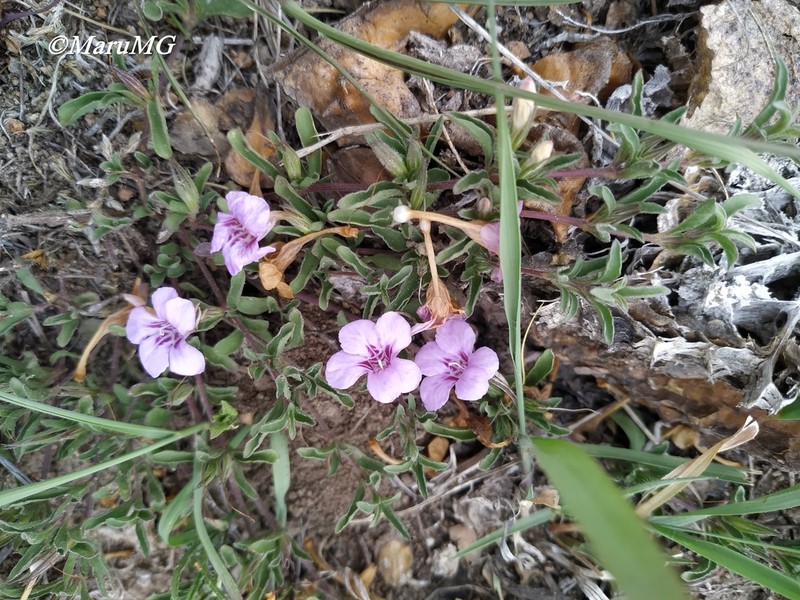 Dyschoriste decumbens photo 3