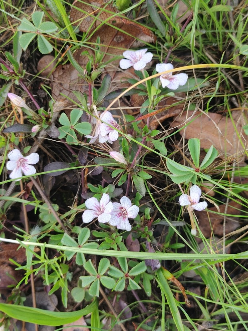 Dyschoriste decumbens photo 4