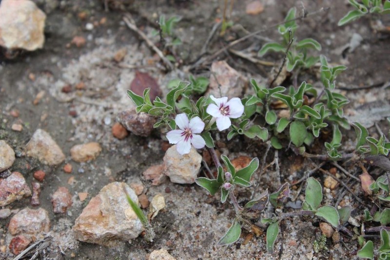 Dyschoriste decumbens photo 5