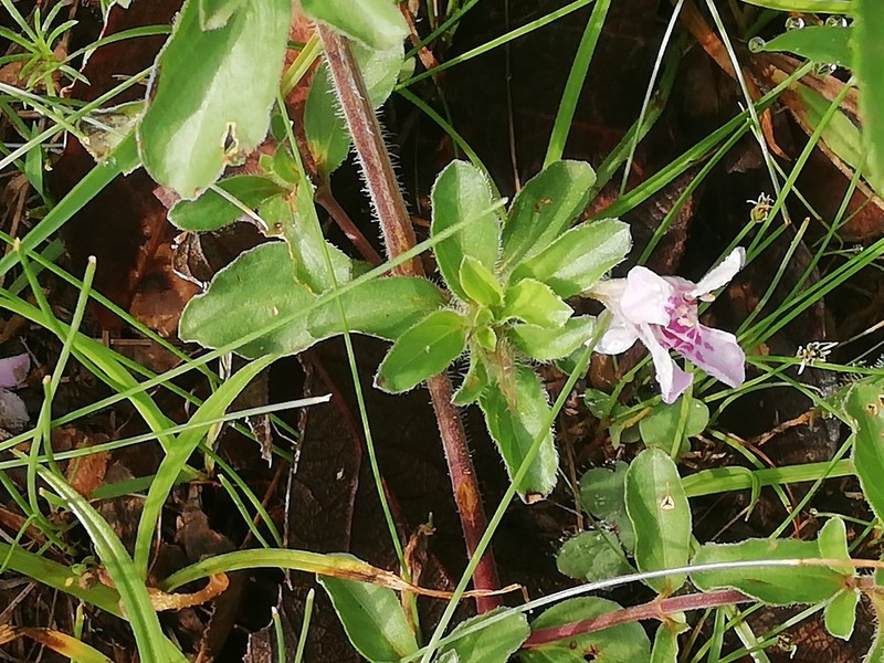 Dyschoriste decumbens photo 6