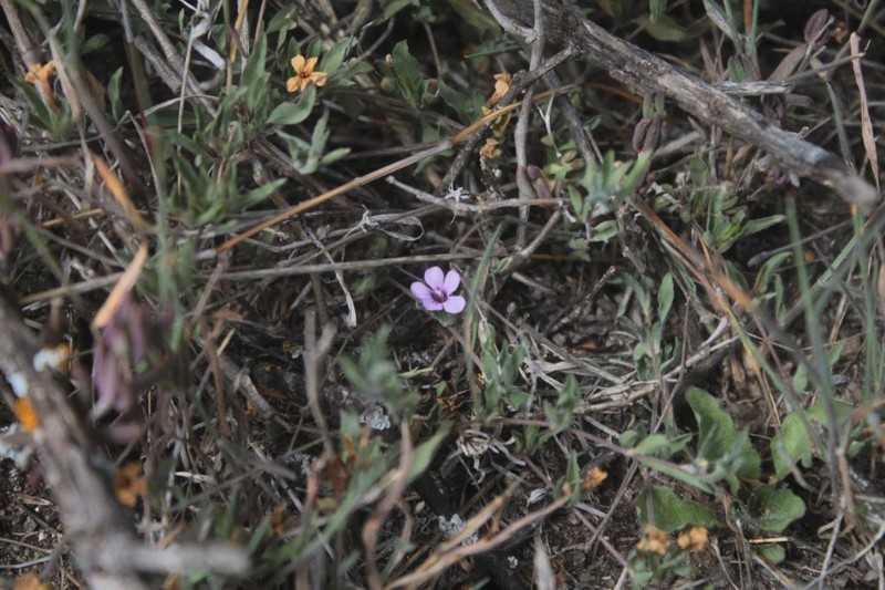 Dyschoriste decumbens photo 7