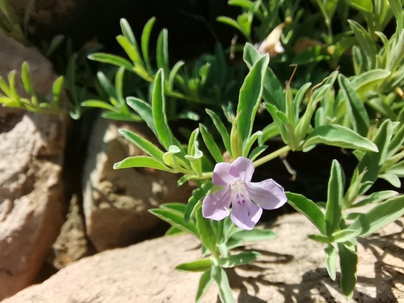 Dyschoriste decumbens photo 8