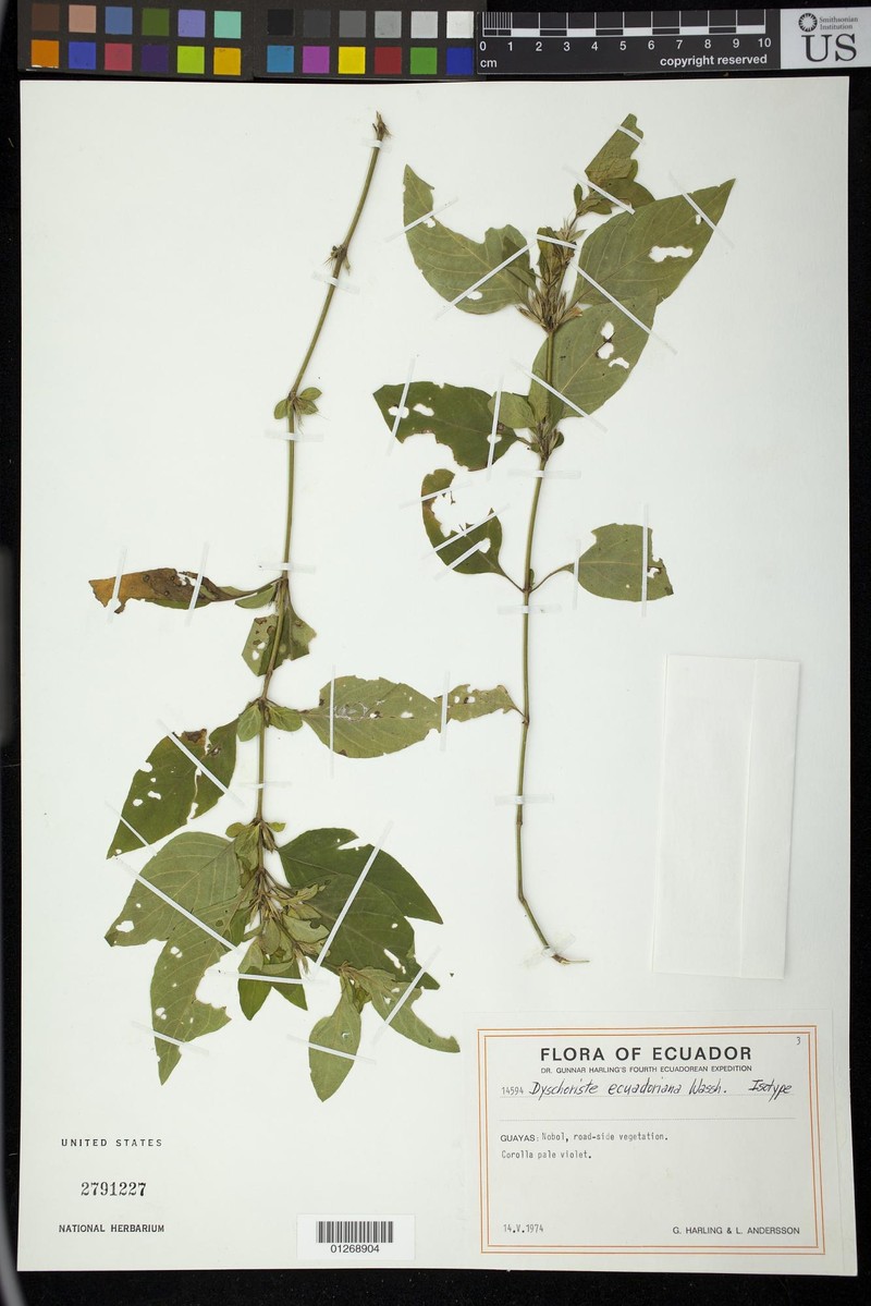Dyschoriste ecuadoriana