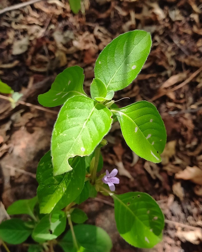 Dyschoriste eulinae