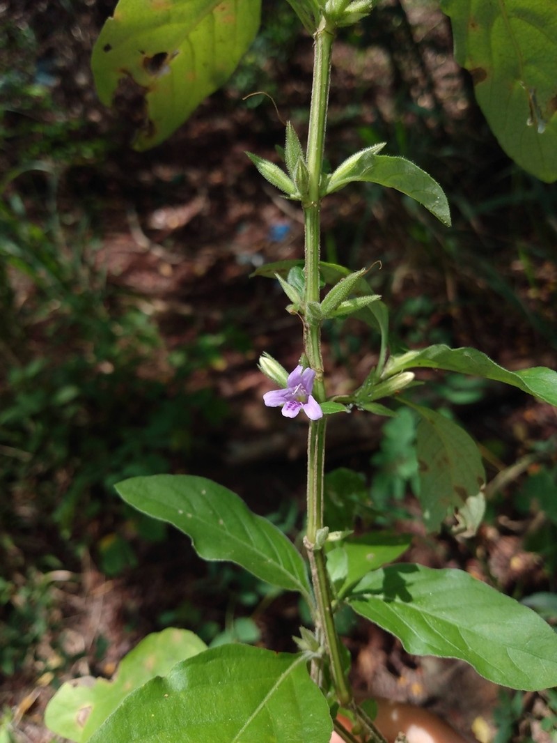 Dyschoriste eulinae photo 2