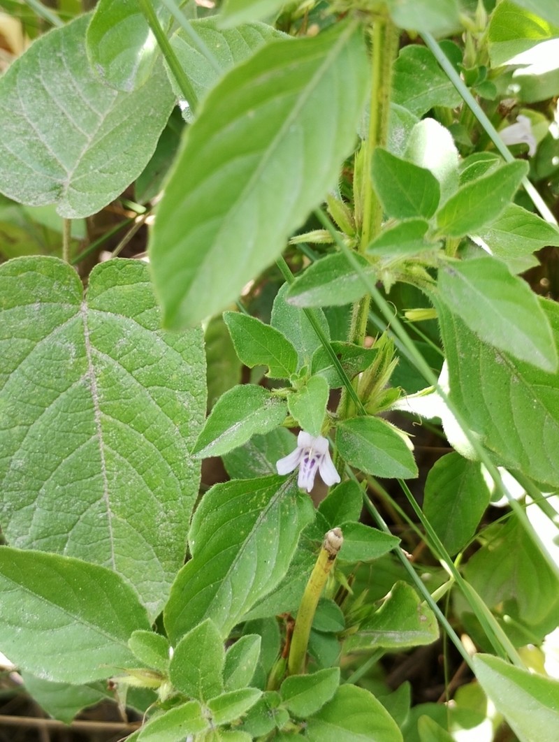 Dyschoriste eulinae photo 3