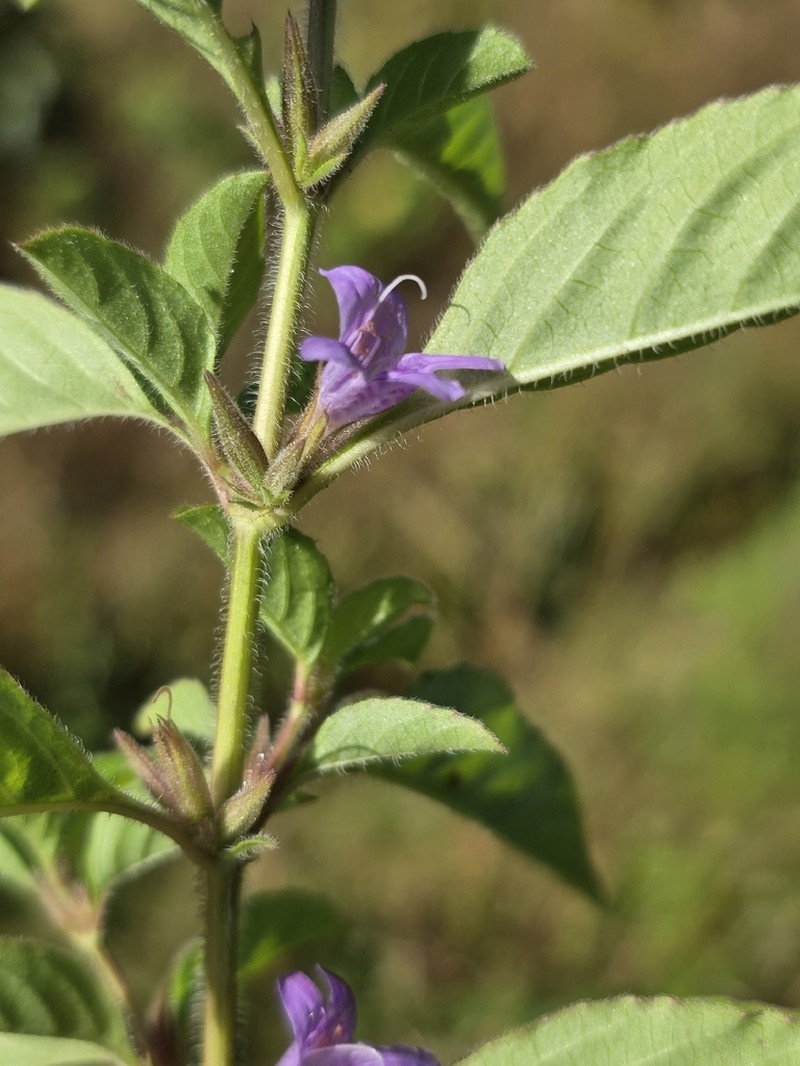 Dyschoriste eulinae photo 4