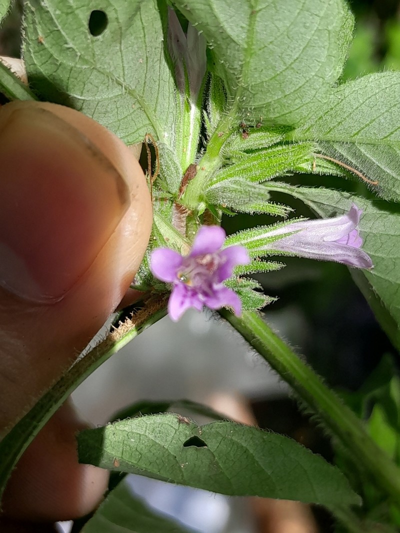 Dyschoriste eulinae photo 5