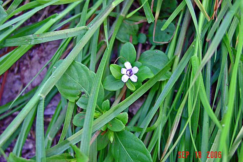 Swamp Snakeherb