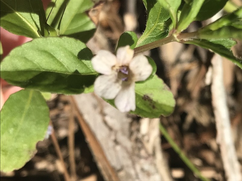 Swamp Snakeherb photo 2