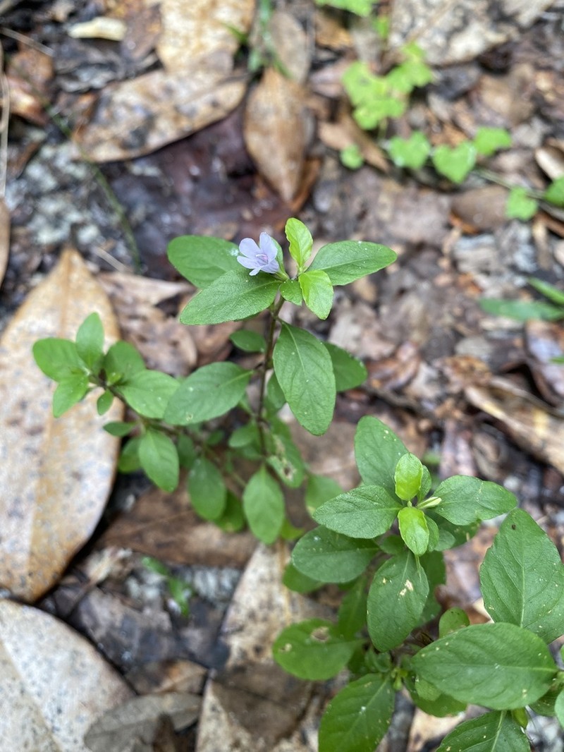 Swamp Snakeherb photo 3