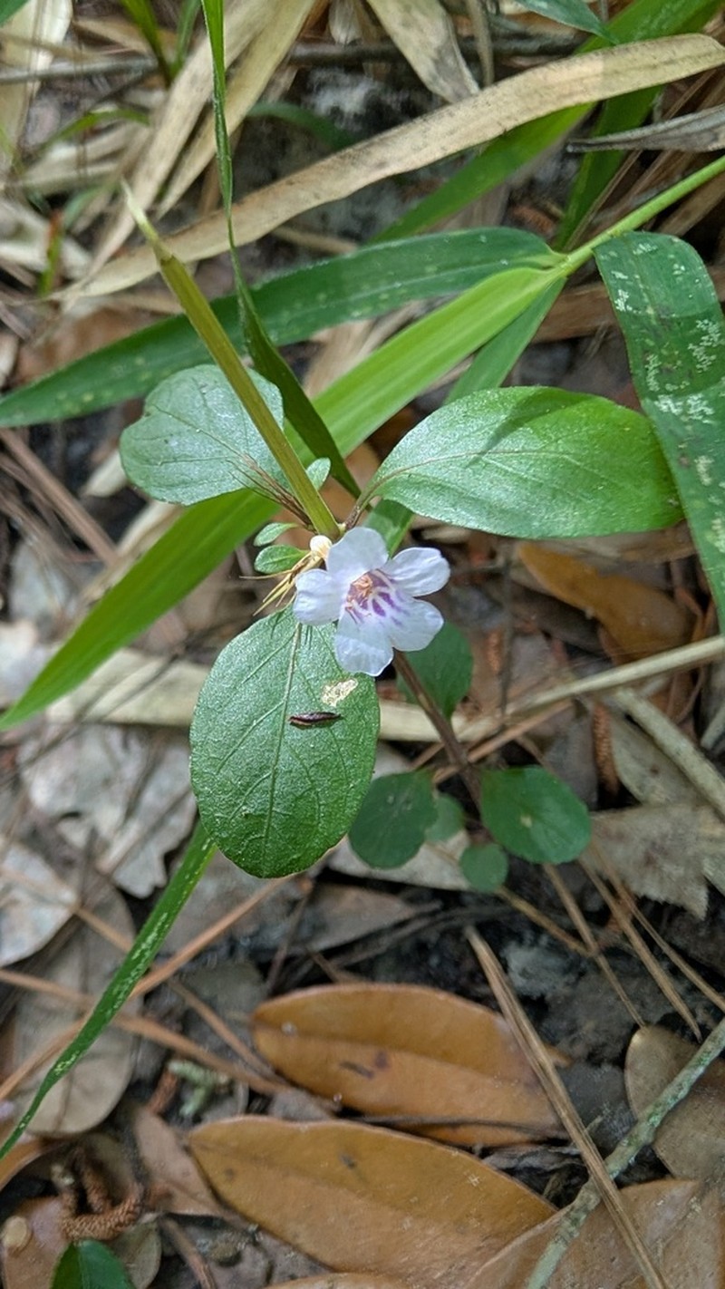 Swamp Snakeherb photo 4