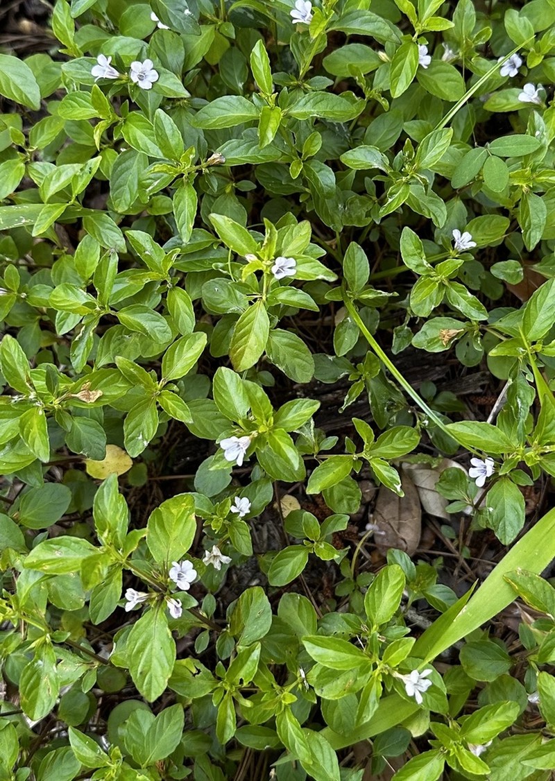 Swamp Snakeherb photo 5