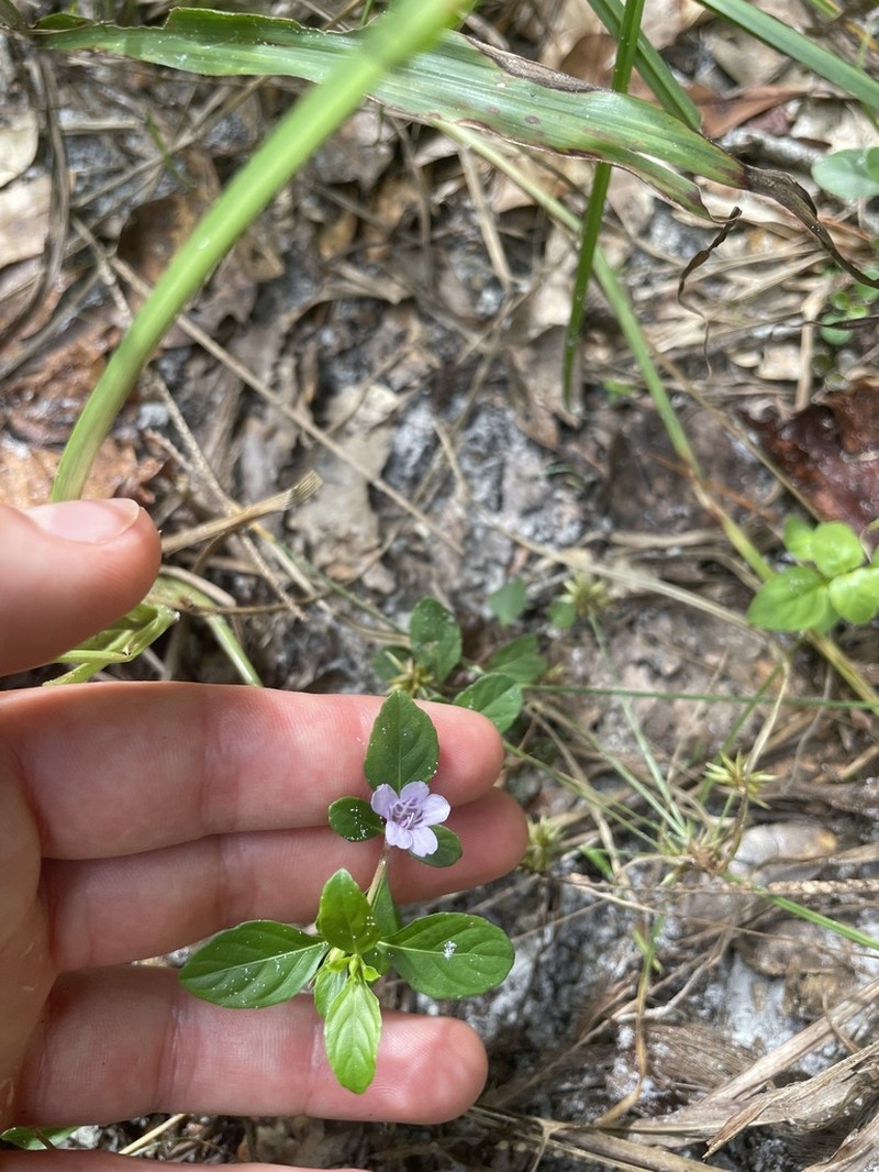 Swamp Snakeherb photo 6