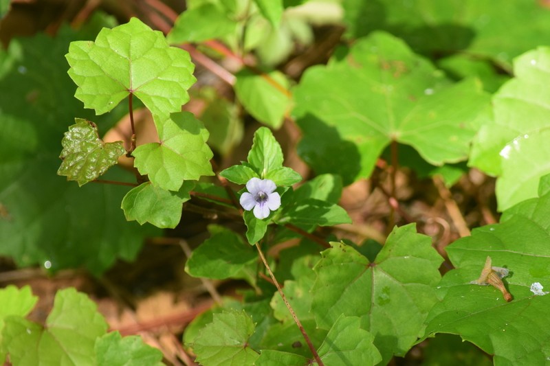 Swamp Snakeherb photo 7