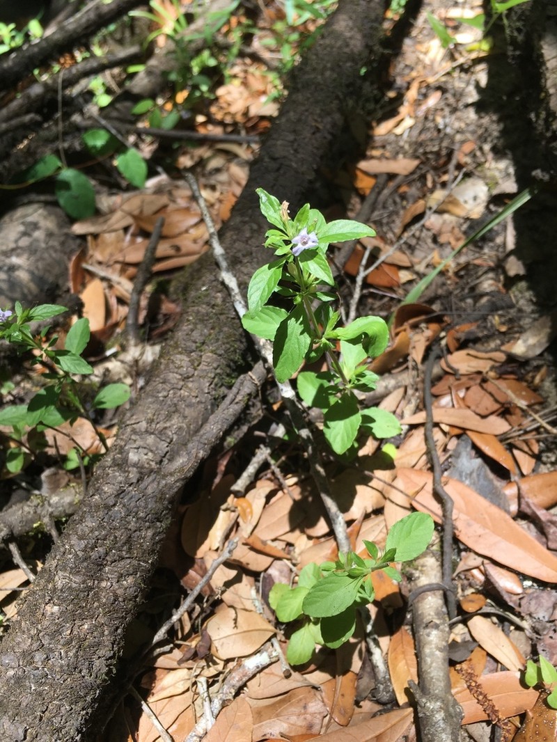 Swamp Snakeherb photo 8