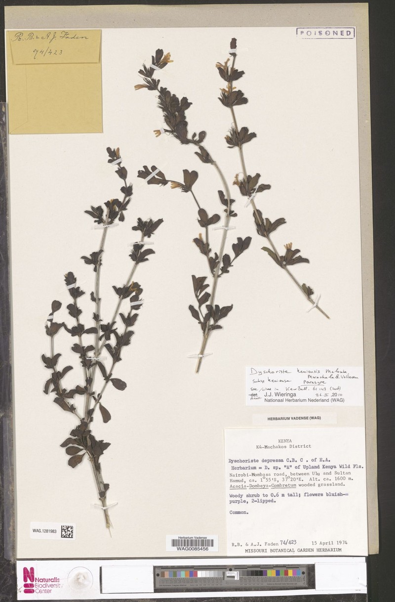 Dyschoriste keniensis subsp. keniensis