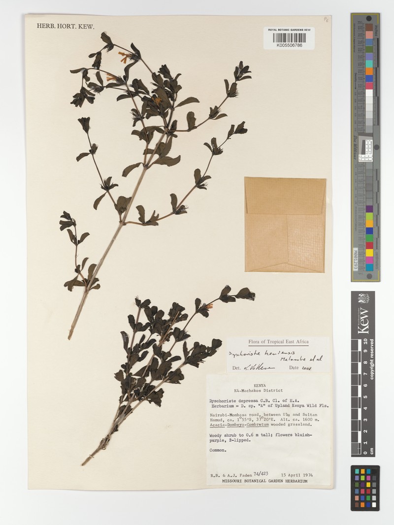 Dyschoriste keniensis subsp. keniensis photo 2