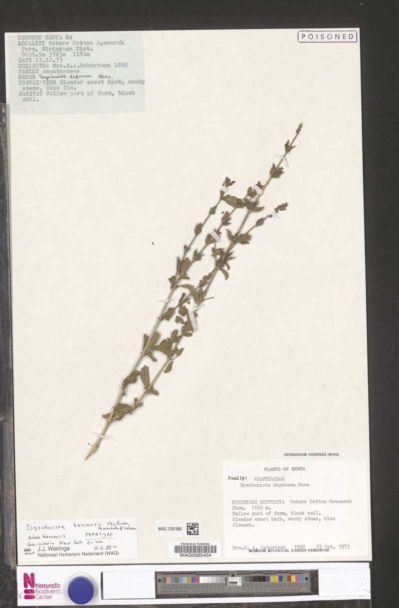 Dyschoriste keniensis subsp. keniensis photo 3