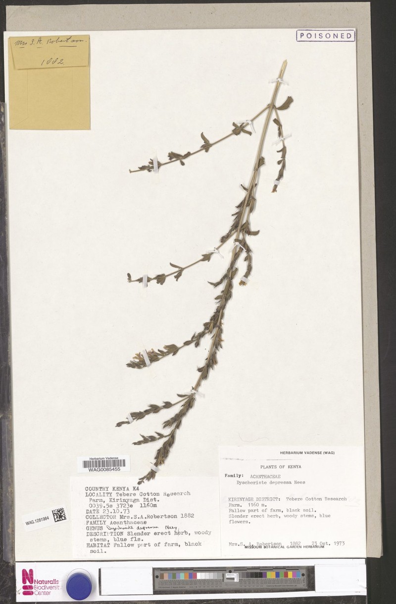 Dyschoriste keniensis subsp. keniensis photo 4