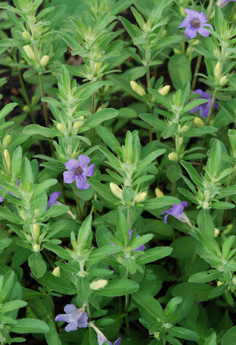 Oblongleaf Snakeherb