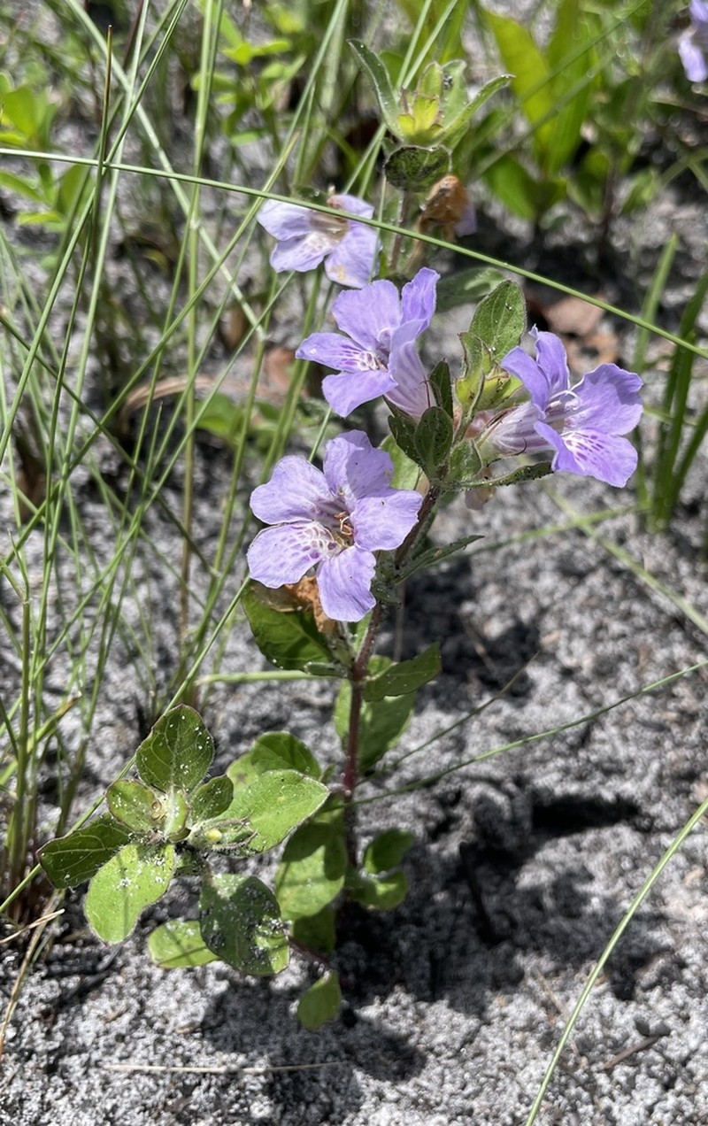Oblongleaf Snakeherb