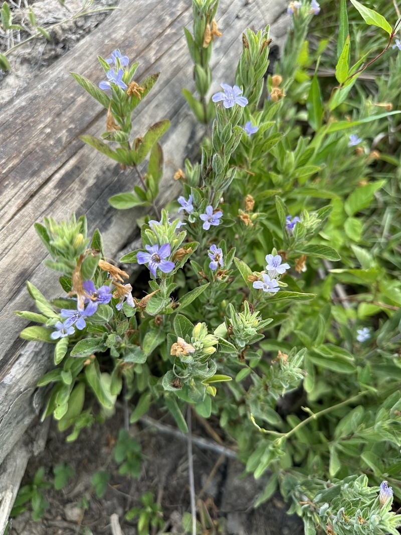 Oblongleaf Snakeherb photo 2