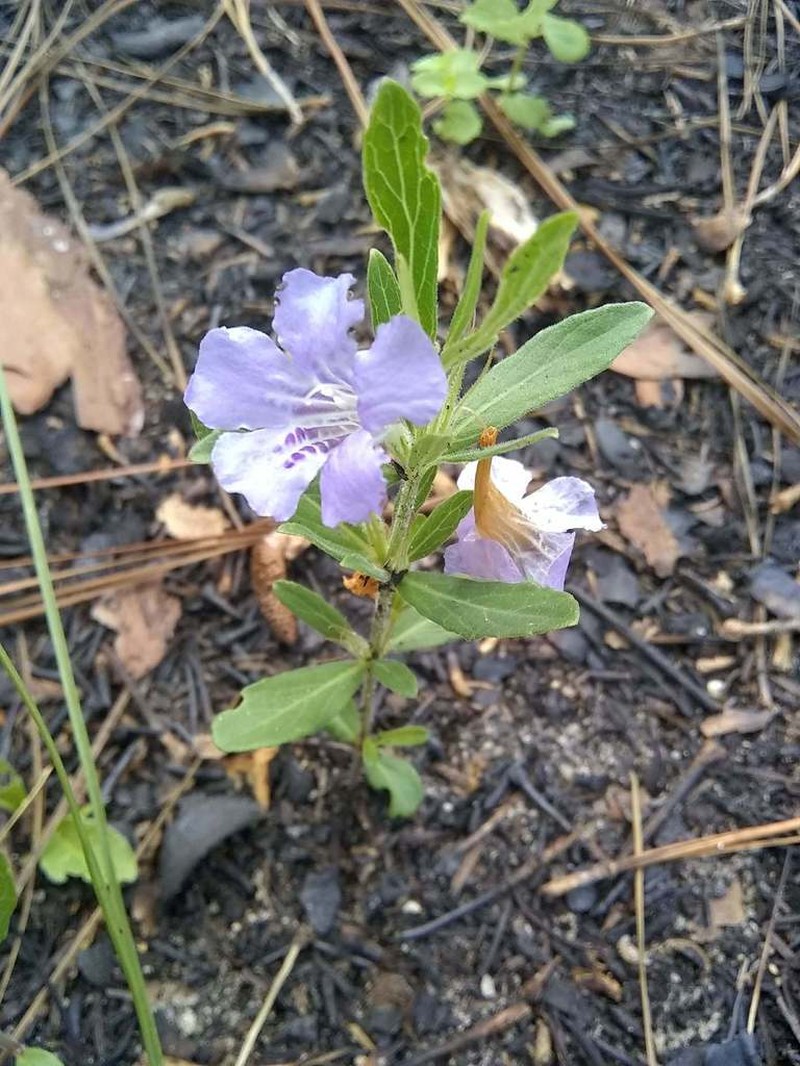 Oblongleaf Snakeherb photo 3