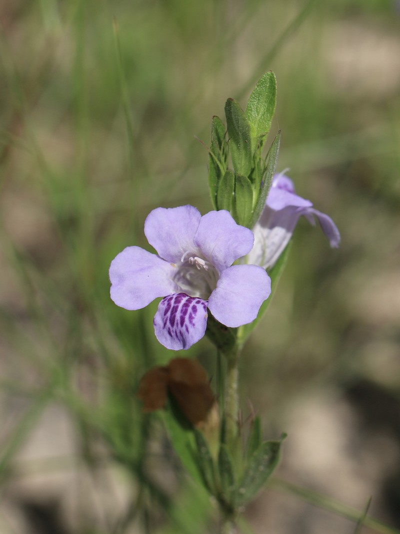 Oblongleaf Snakeherb photo 4