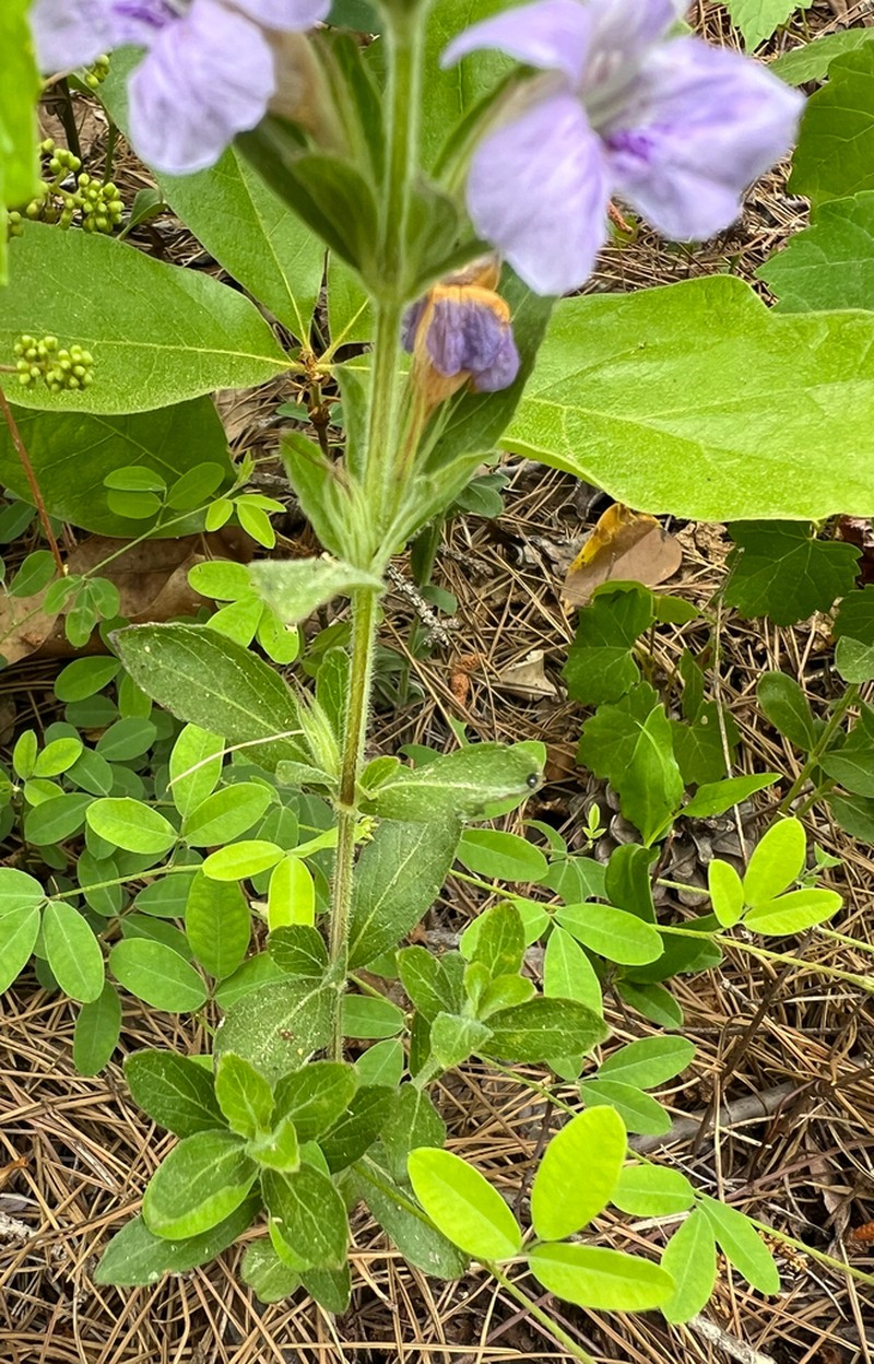 Oblongleaf Snakeherb photo 5