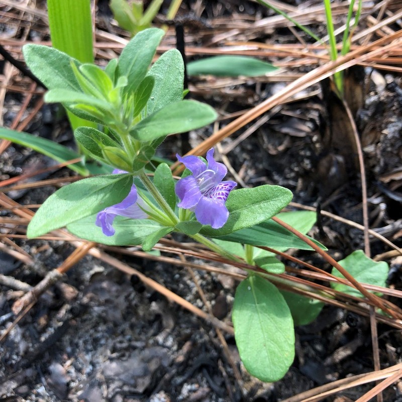 Oblongleaf Snakeherb photo 6