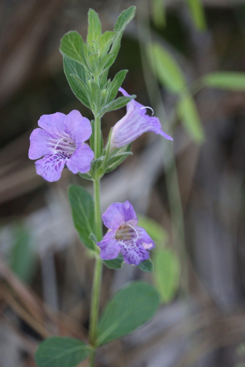 Oblongleaf Snakeherb photo 7