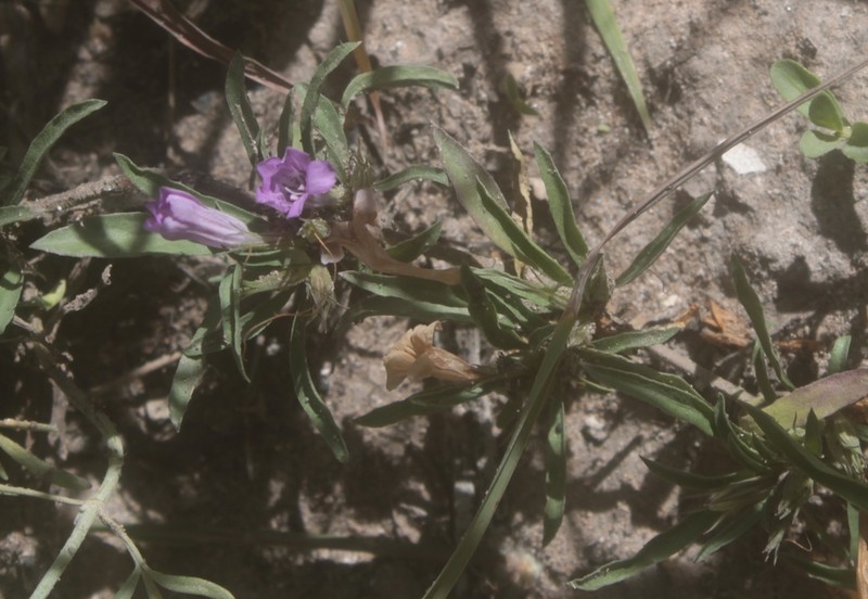 Schied's Snakeherb