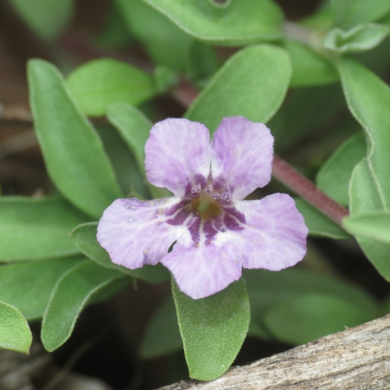 Schied's Snakeherb photo 2