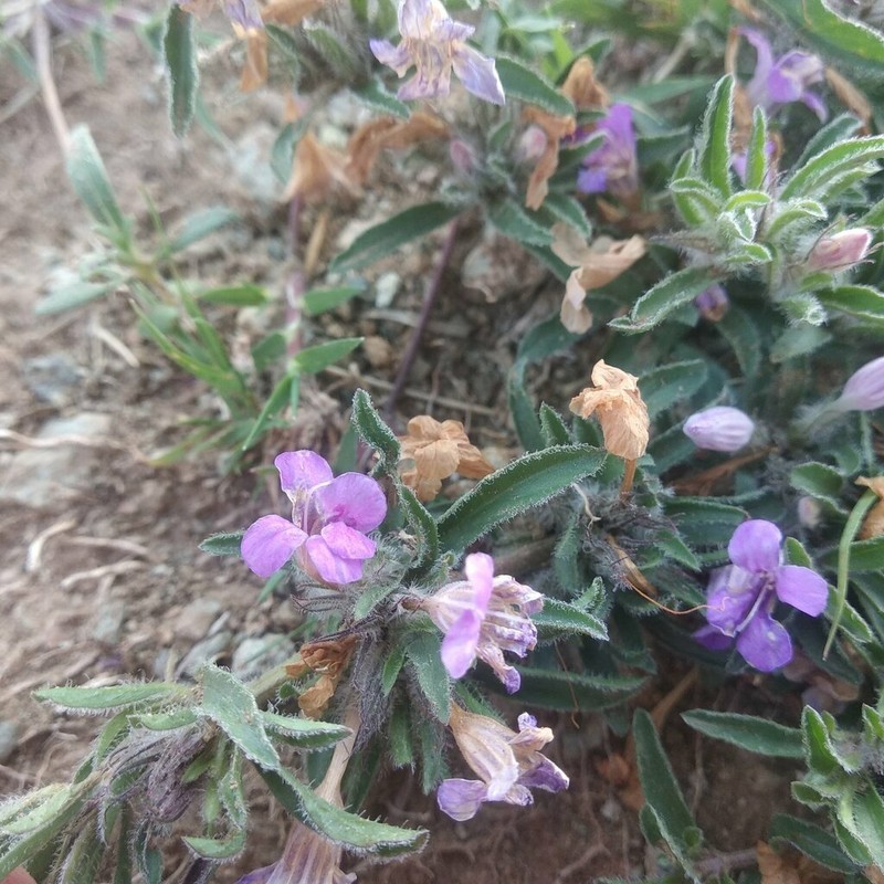 Schied's Snakeherb photo 3