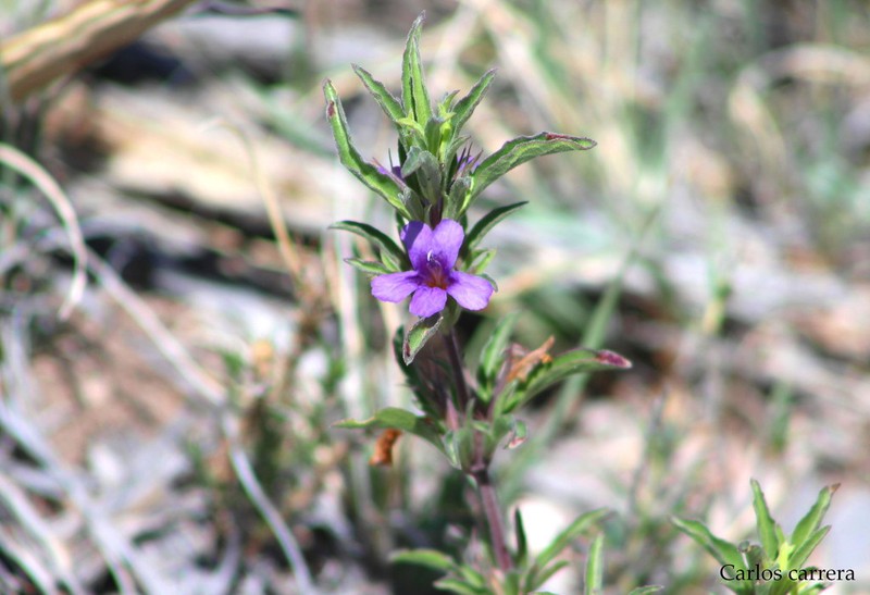 Schied's Snakeherb photo 4
