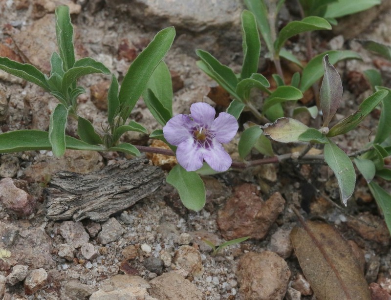 Schied's Snakeherb photo 5