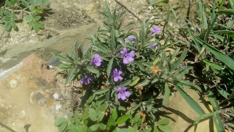 Schied's Snakeherb photo 6
