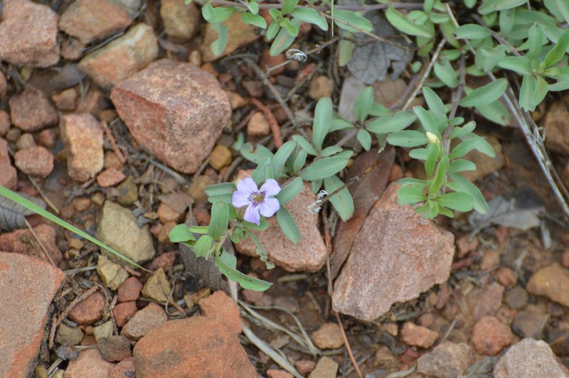 Schied's Snakeherb photo 7