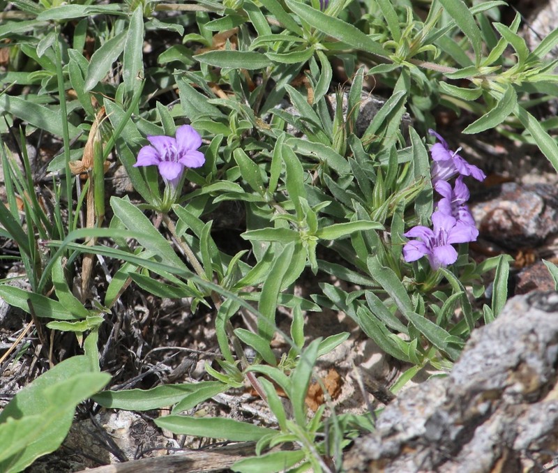 Schied's Snakeherb photo 8