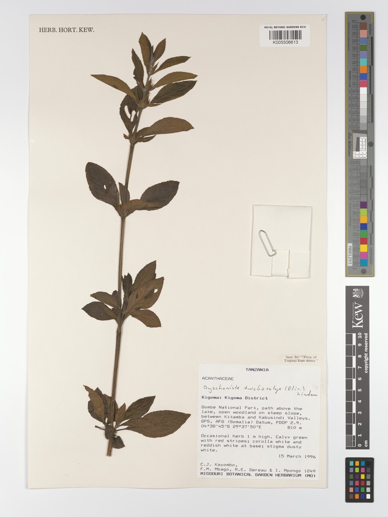 Dyschoriste trichocalyx subsp. trichocalyx