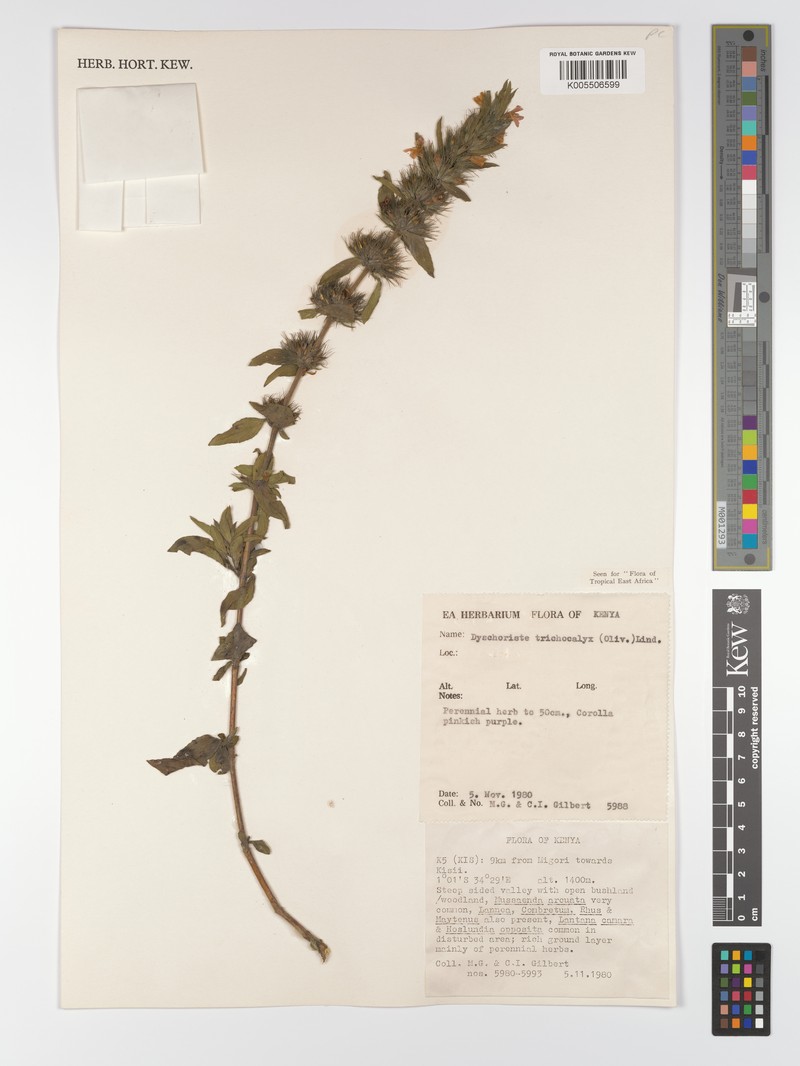 Dyschoriste trichocalyx subsp. trichocalyx photo 2